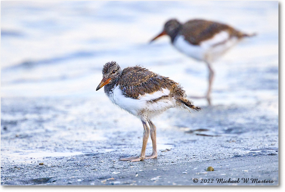 Oystercatcher_Assateague_2022Jun_R5A10393 copy