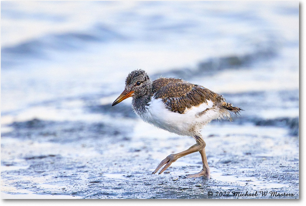 Oystercatcher_Assateague_2022Jun_R5A10412 copy