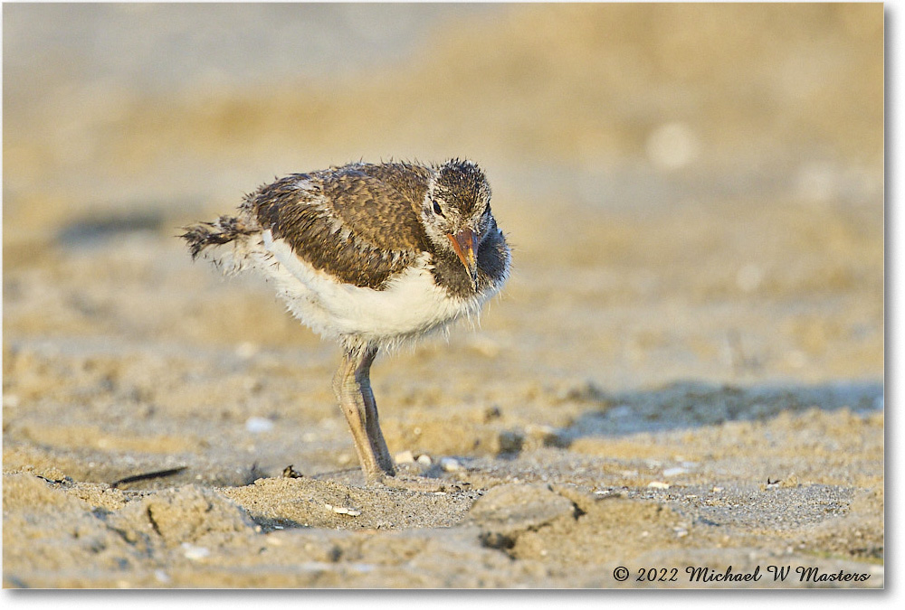 Oystercatcher_Assateague_2022Jun_R5A10823 copy