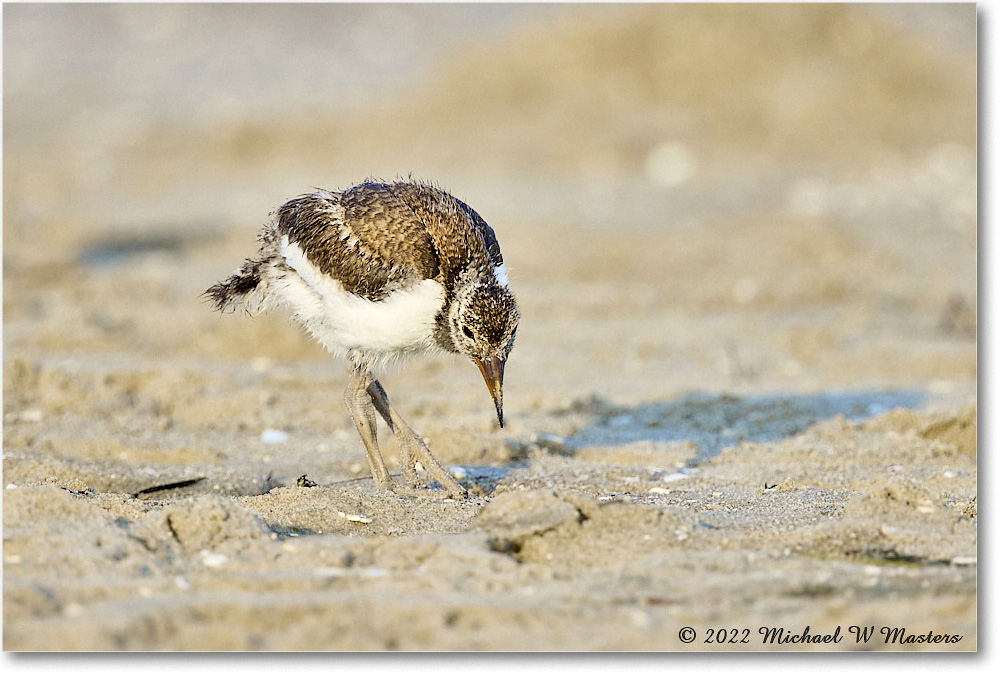 Oystercatcher_Assateague_2022Jun_R5A10841 copy