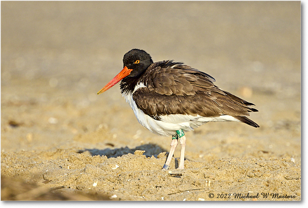 Oystercatcher_Assateague_2022Jun_R5A11002 copy