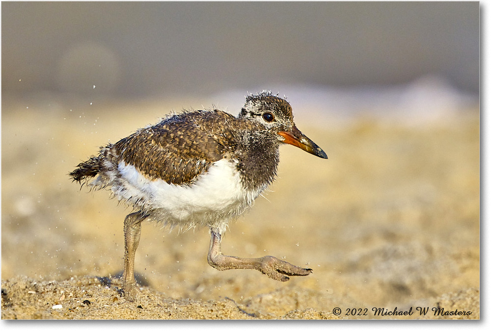 Oystercatcher_Assateague_2022Jun_R5A11014 copy