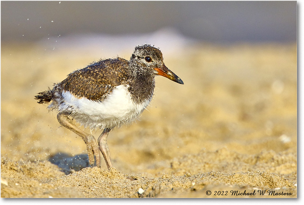 Oystercatcher_Assateague_2022Jun_R5A11015 copy