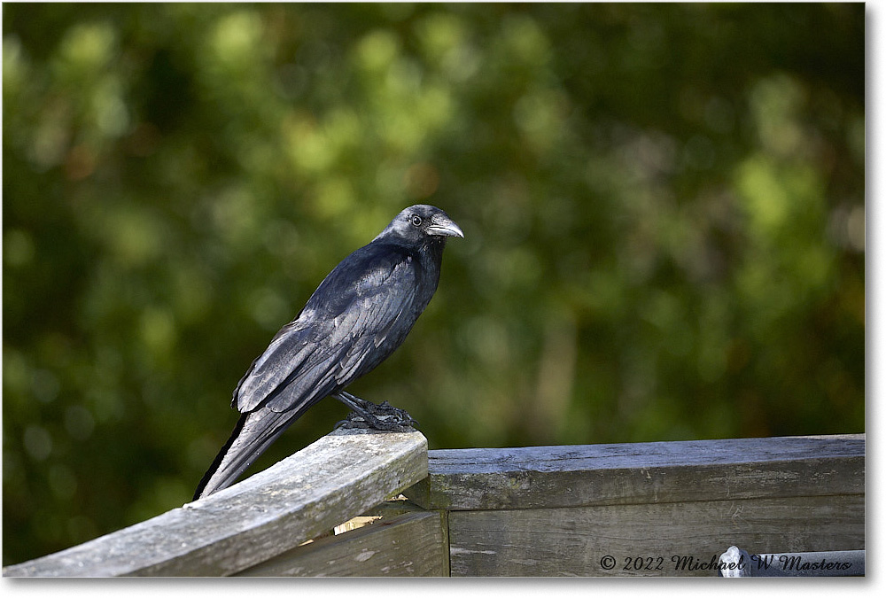 Crow_Chincoteague_2022Jun_5DA03491 copy