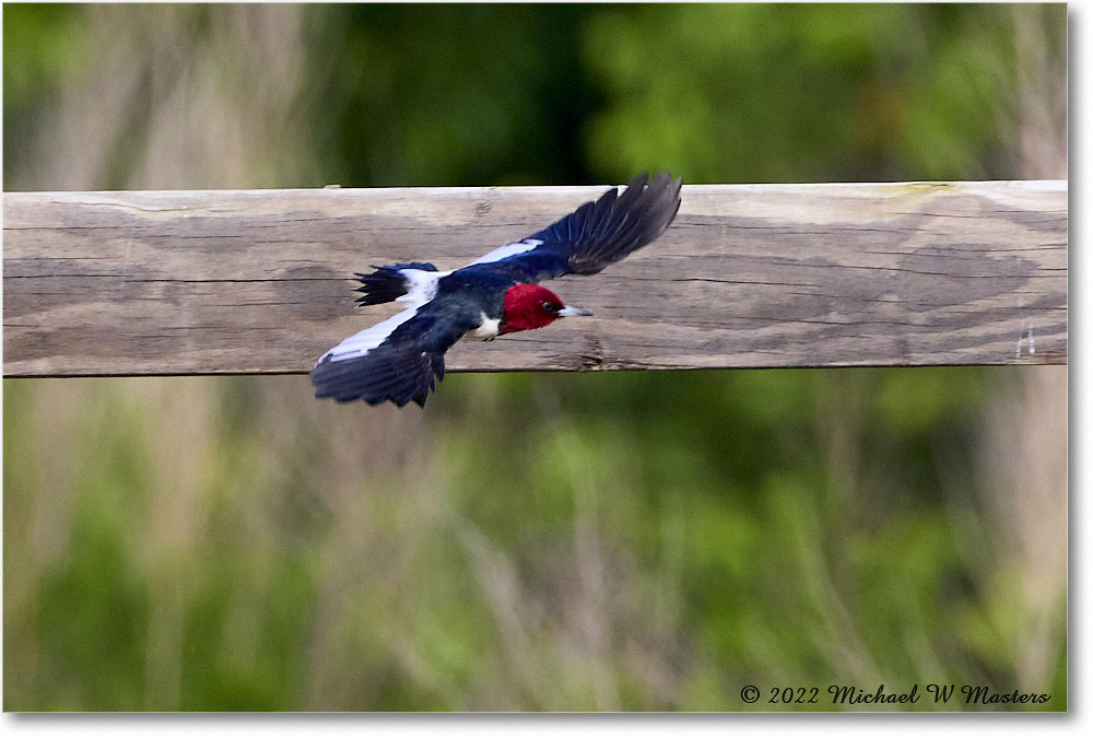 RedheadedWoodpecker_ChincoNWR_2022Jun_R5A09906 copy