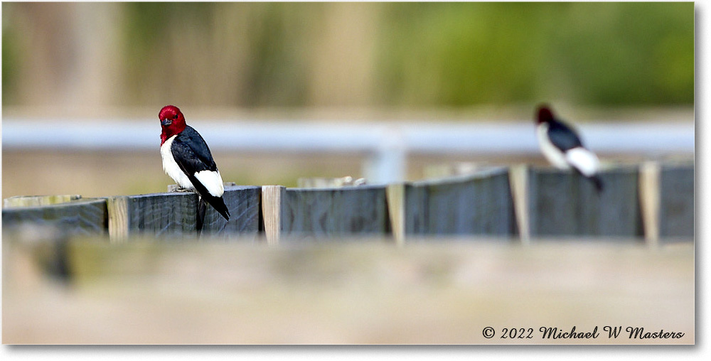 RedheadedWoodpecker_ChincoNWR_2022Jun_R5A11083 copy