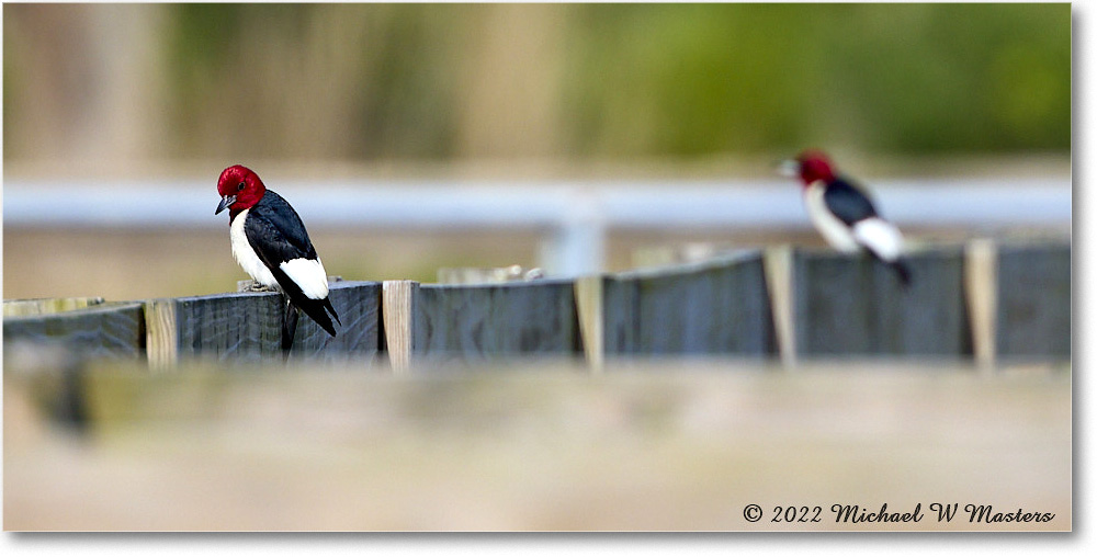 RedheadedWoodpecker_ChincoNWR_2022Jun_R5A11089 copy