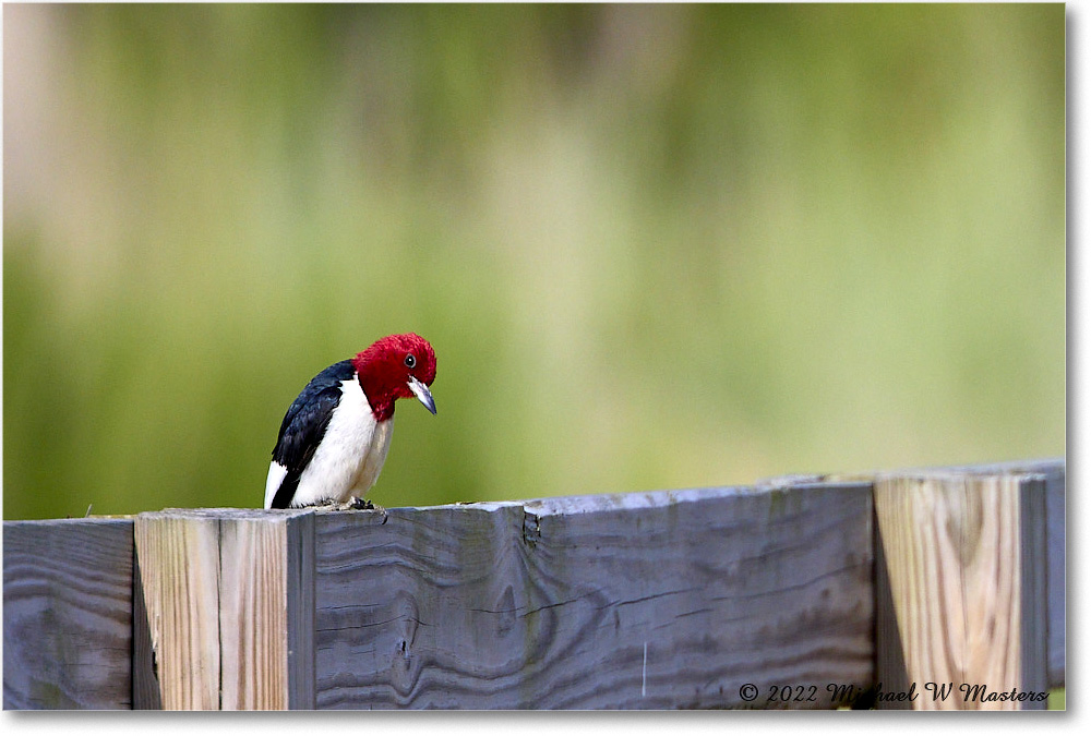 RedheadedWoodpecker_ChincoNWR_2022Jun_R5A11091 copy