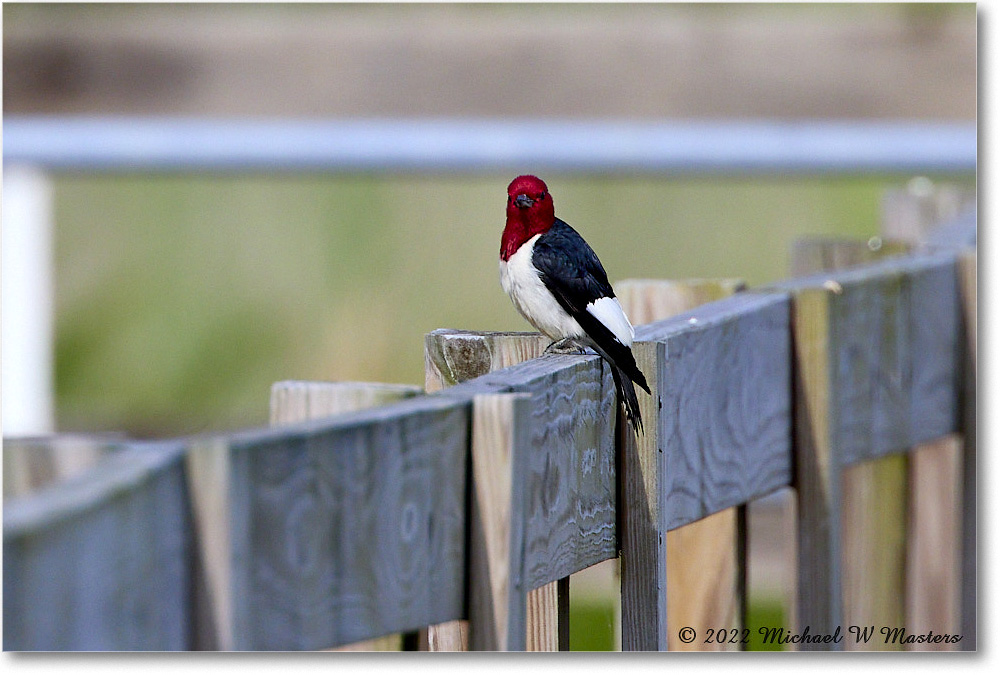 RedheadedWoodpecker_ChincoNWR_2022Jun_R5A11097 copy