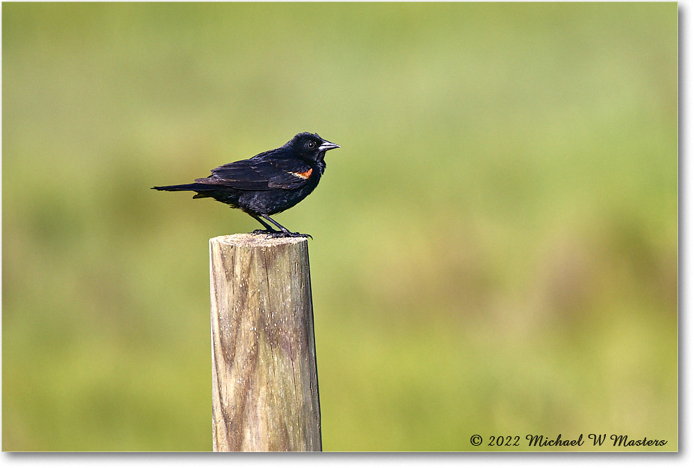 RedwingBlackbird_ChincoNWR_2022Jun_R5B09044 copy