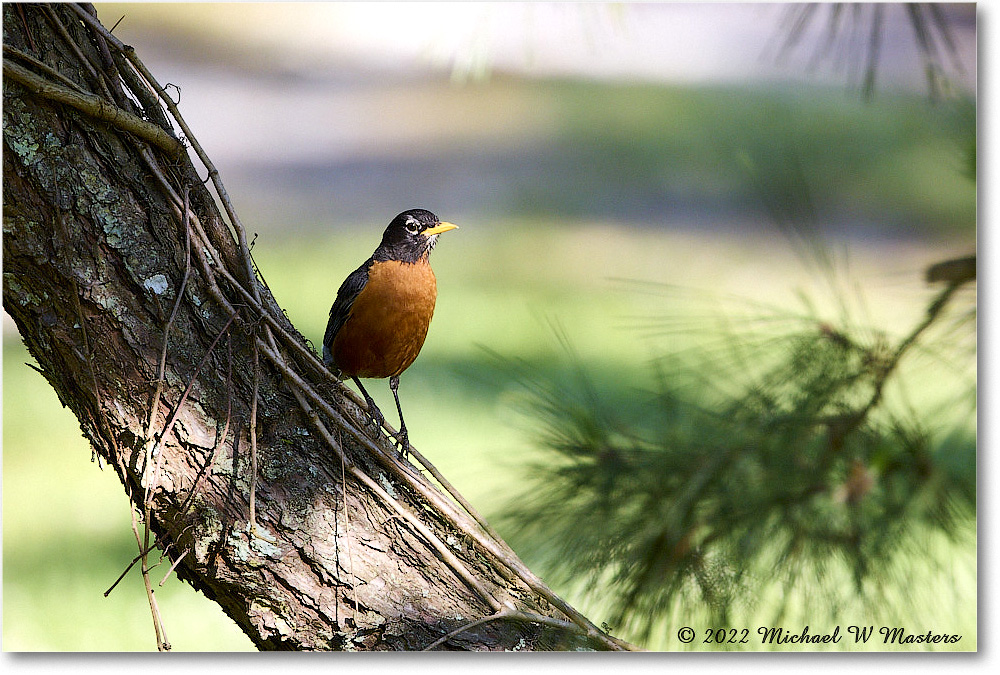 Robin_Chincoteague_2022Jun_R5A08188 copy