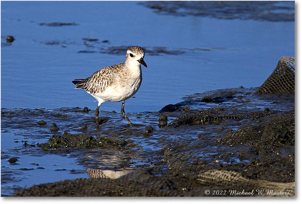 BlackbellyPlover_ChincoNWR_2022Jun_R5A07948 copy