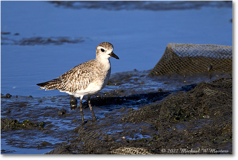 BlackbellyPlover_ChincoNWR_2022Jun_R5A07956 copy