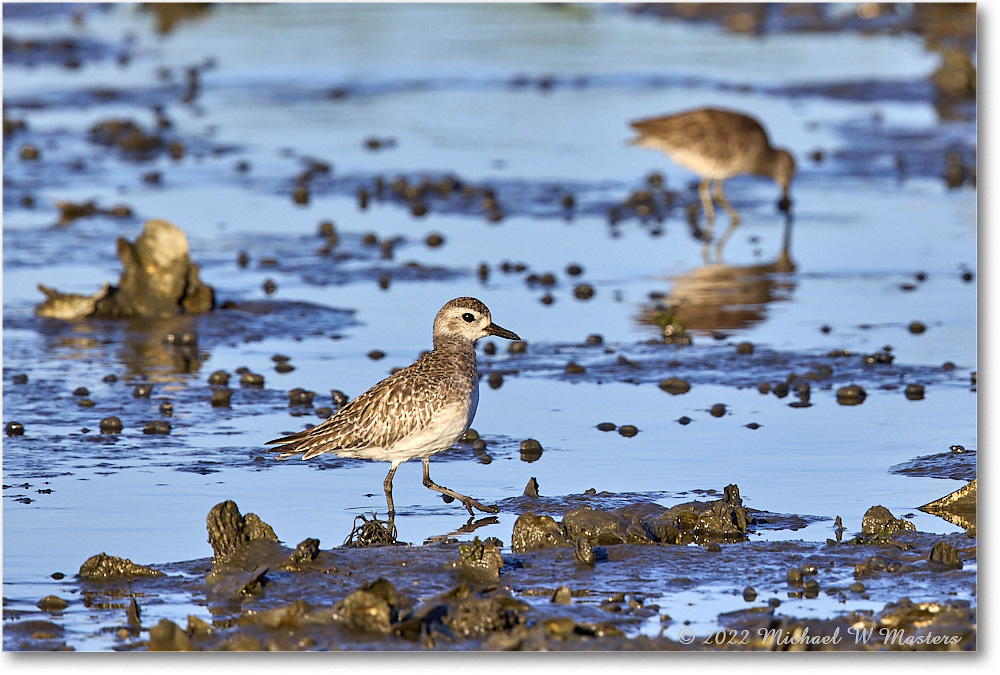 BlackbellyPlover_ChincoNWR_2022Jun_R5B08856 copy