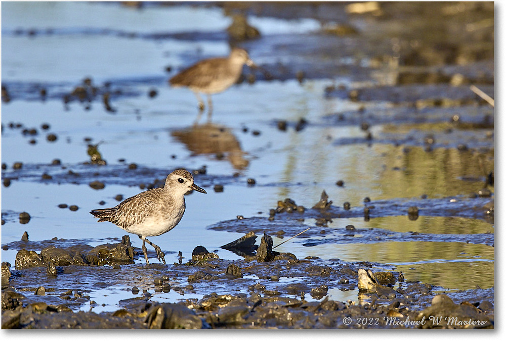 BlackbellyPlover_ChincoNWR_2022Jun_R5B08860 copy