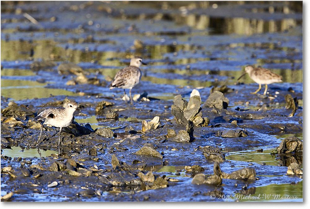 BlackbellyPlover_ChincoNWR_2022Jun_R5B08909 copy