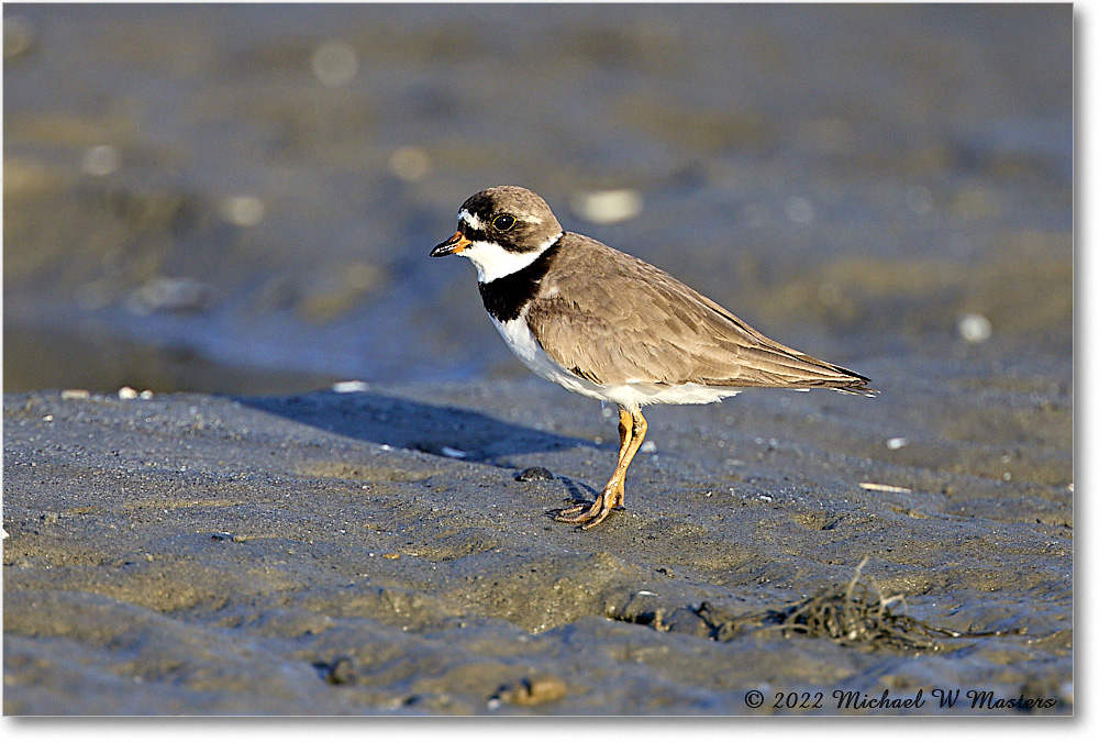 SemipalmatedPlover_ChincoNWR_2022Jun_R5A07781 copy