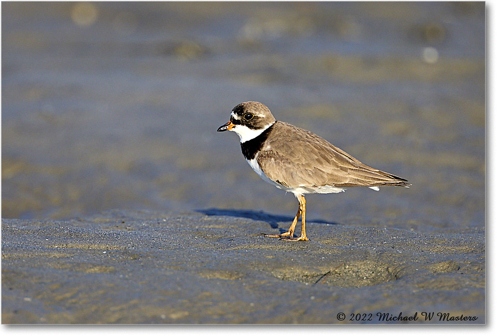 SemipalmatedPlover_ChincoNWR_2022Jun_R5A07789 copy