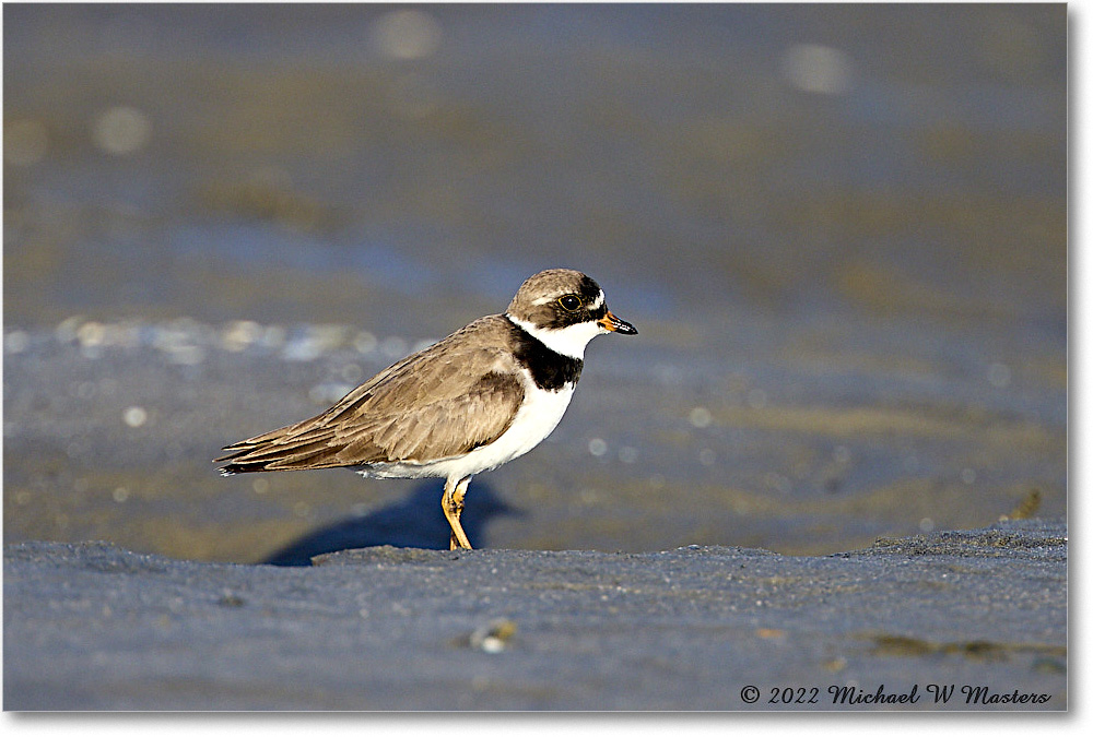 SemipalmatedPlover_ChincoNWR_2022Jun_R5A07799 copy