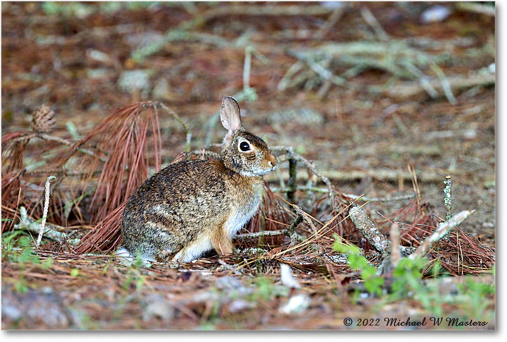 Rabbit_ChincoNWR_2022Jun_R5A05643 copy