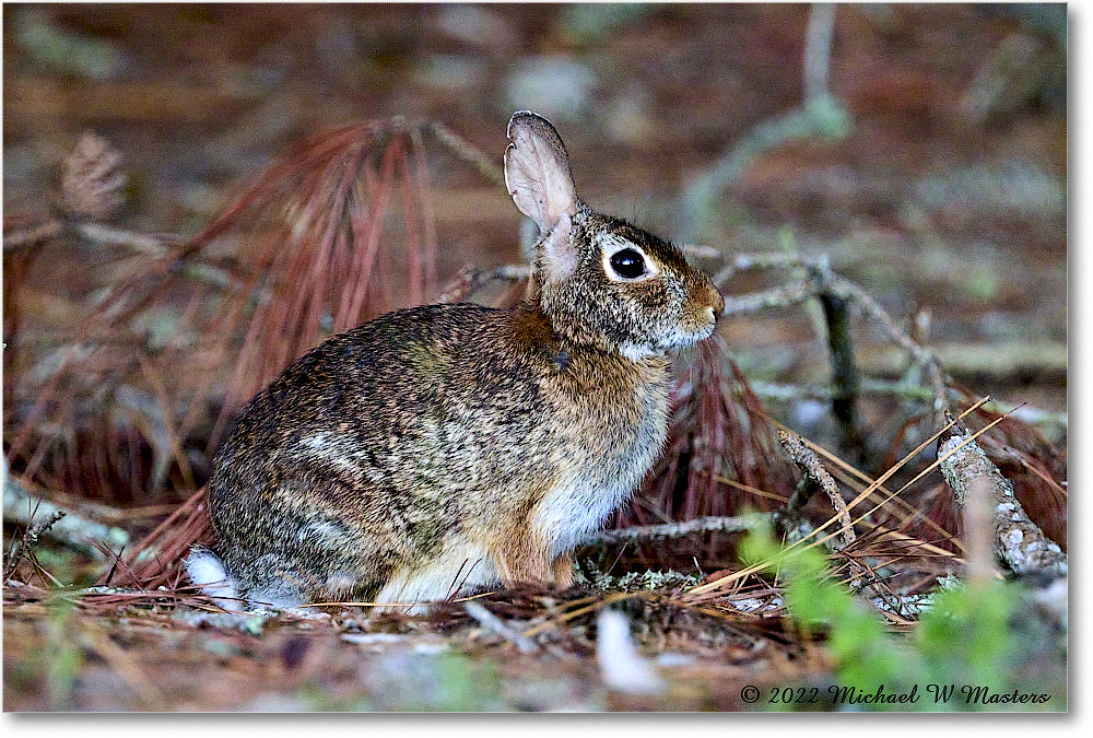 Rabbit_ChincoNWR_2022Jun_R5A05650 copy