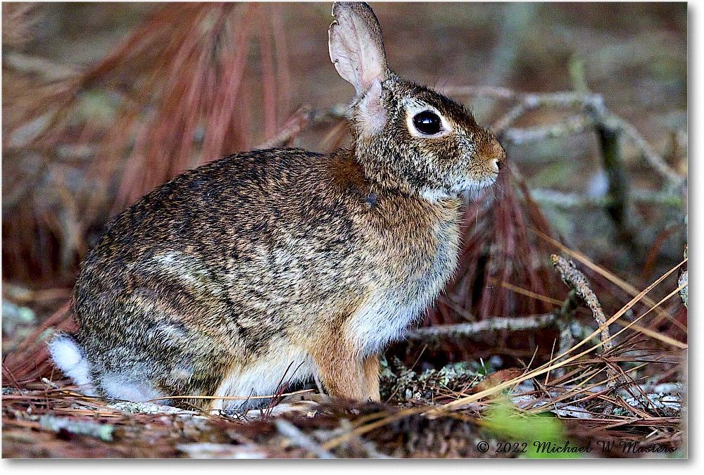 Rabbit_ChincoNWR_2022Jun_R5A05658 copy