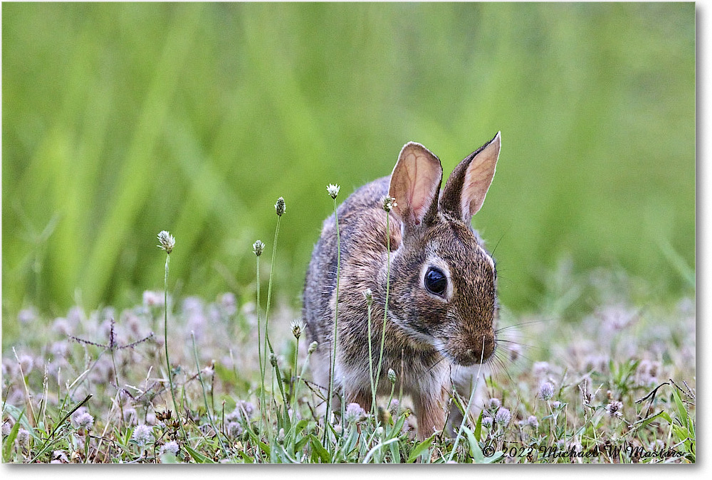 Rabbit_ChincoNWR_2022Jun_R5A06095 copy