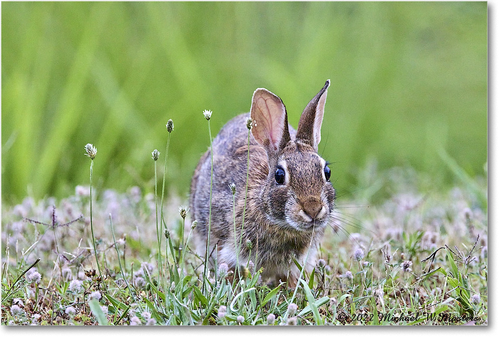 Rabbit_ChincoNWR_2022Jun_R5A06098 copy