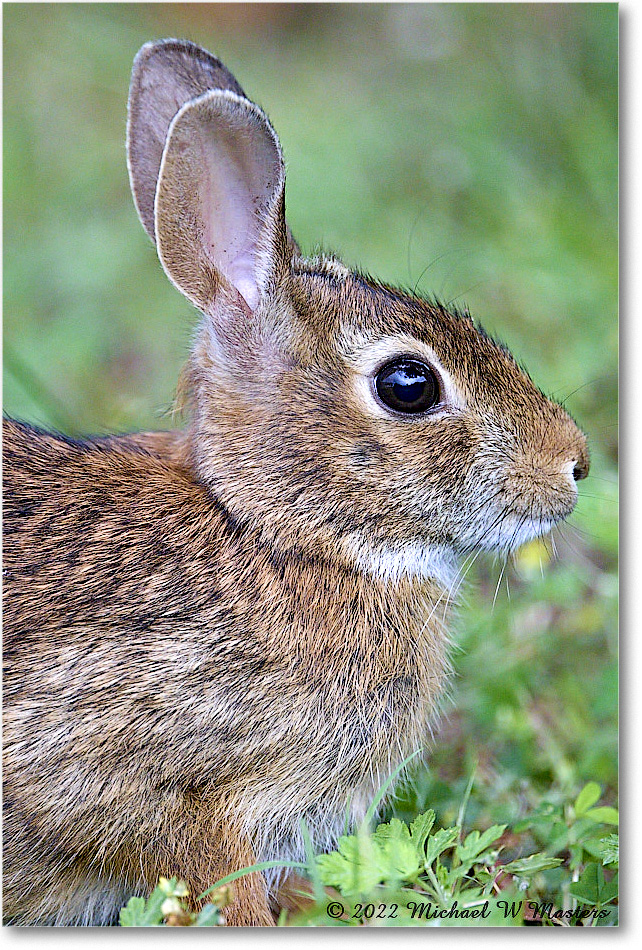 Rabbit_ChincoNWR_2022Jun_R5A06184 copy