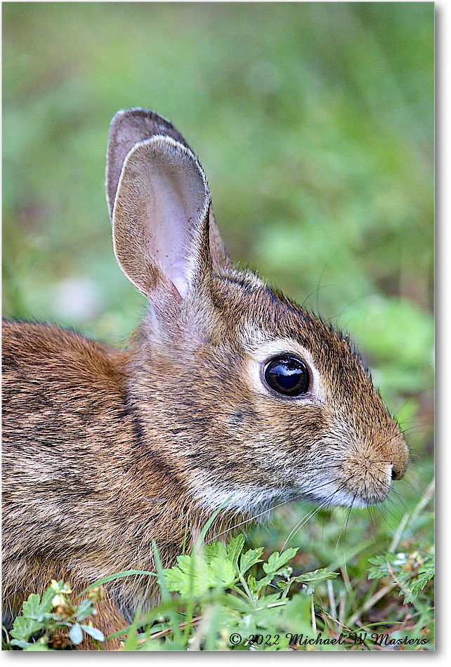 Rabbit_ChincoNWR_2022Jun_R5A06186 copy