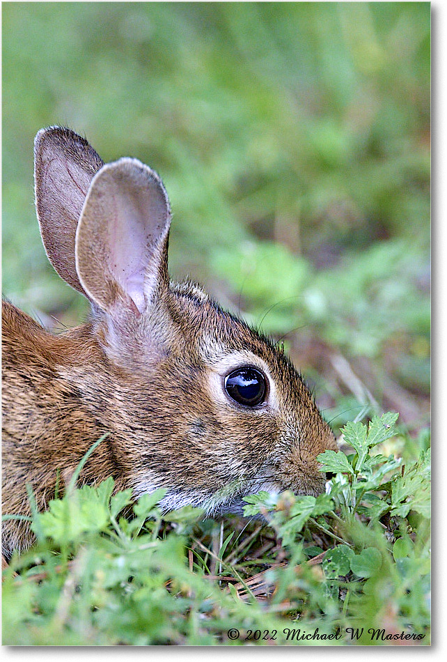 Rabbit_ChincoNWR_2022Jun_R5A06190 copy