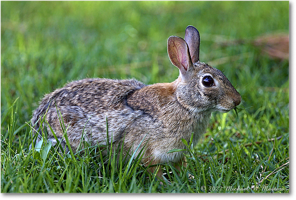 Rabbit_ChincoNWR_2022Jun_R5A07529 copy