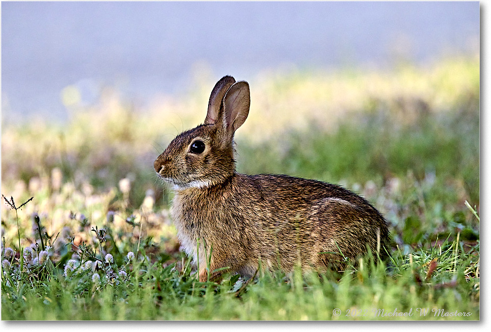 Rabbit_ChincoNWR_2022Jun_R5A09929 copy