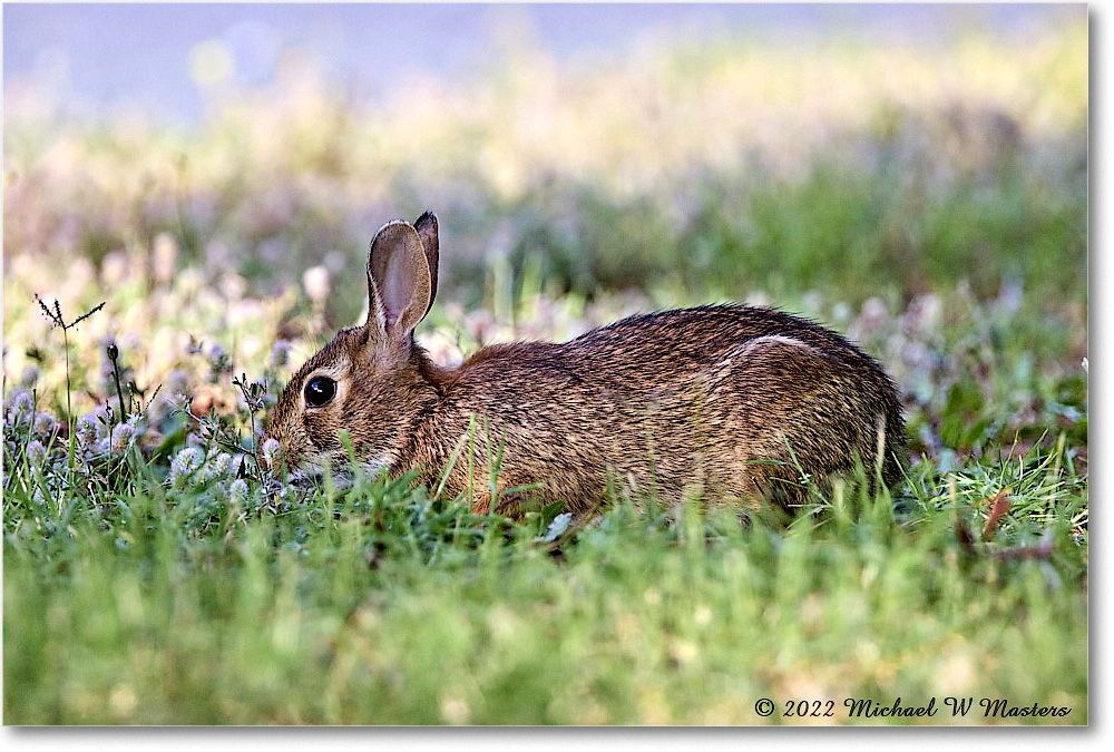 Rabbit_ChincoNWR_2022Jun_R5A09938 copy