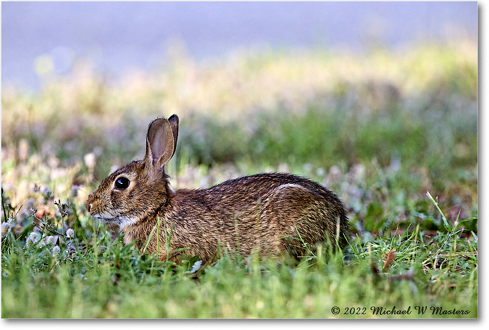 Rabbit_ChincoNWR_2022Jun_R5A09940 copy