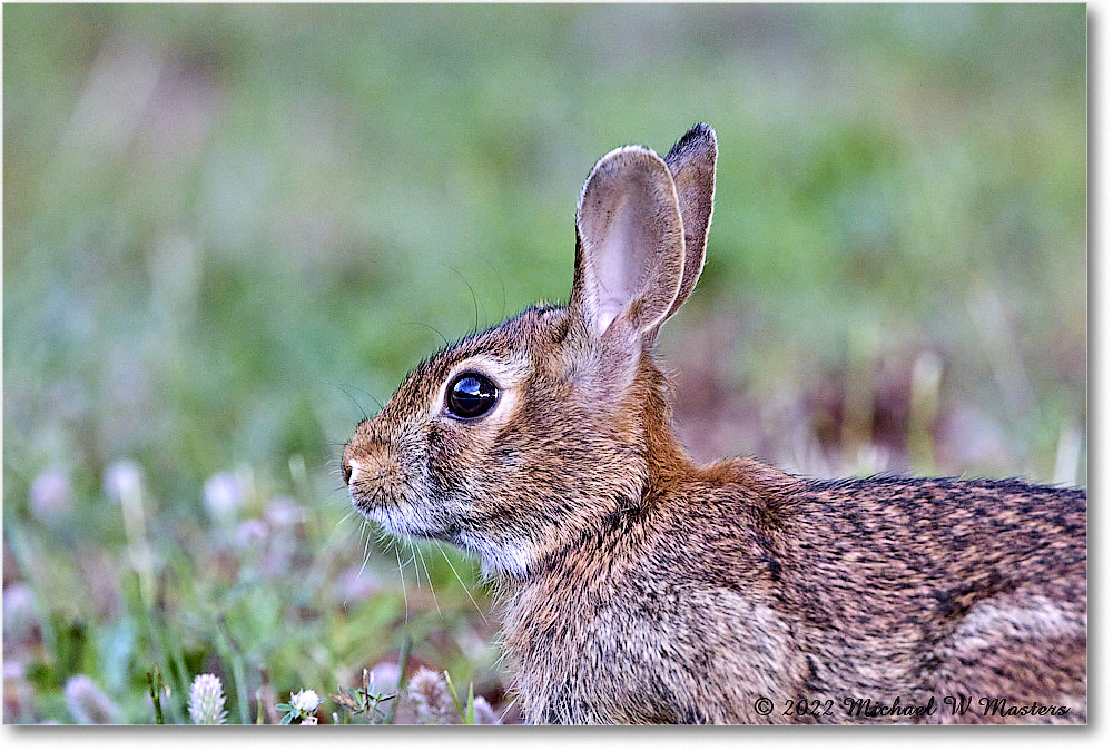 Rabbit_ChincoNWR_2022Jun_R5A09955 copy