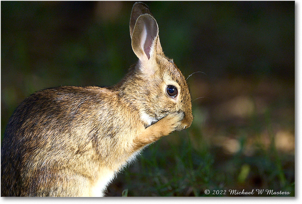 Rabbit_ChincoNWR_2022Jun_R5A09974 copy