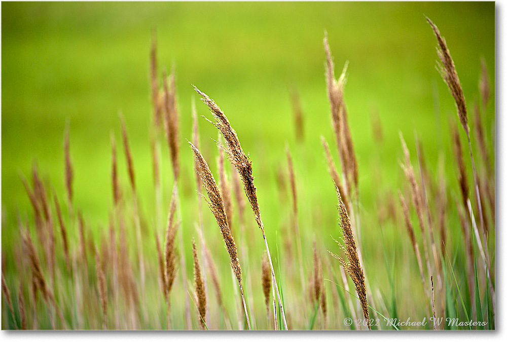 MarshGrass_ChincoNWR_2022Jun_5DA03380 copy