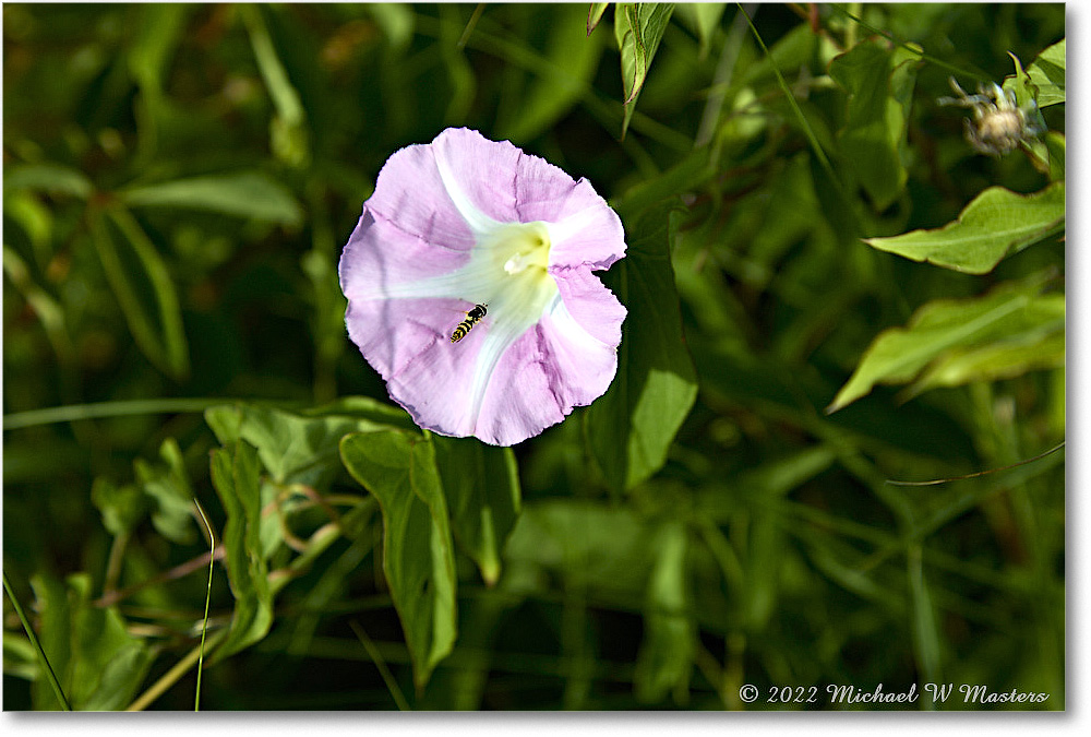 PinkFlower_ChincoNWR_2022Jun_5DB02518 copy