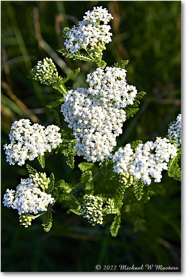 WhiteFlower_ChincoNWR_2022Jun_5DB02459 copy