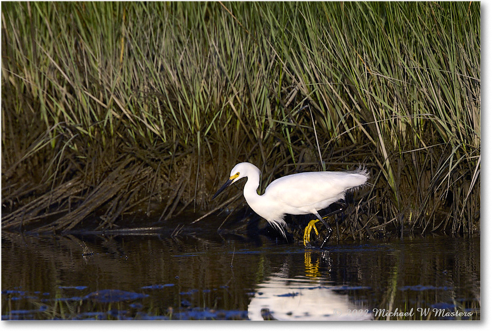 SnowyEgret_ChincoNWR_2022Jun_R5A08256 copy