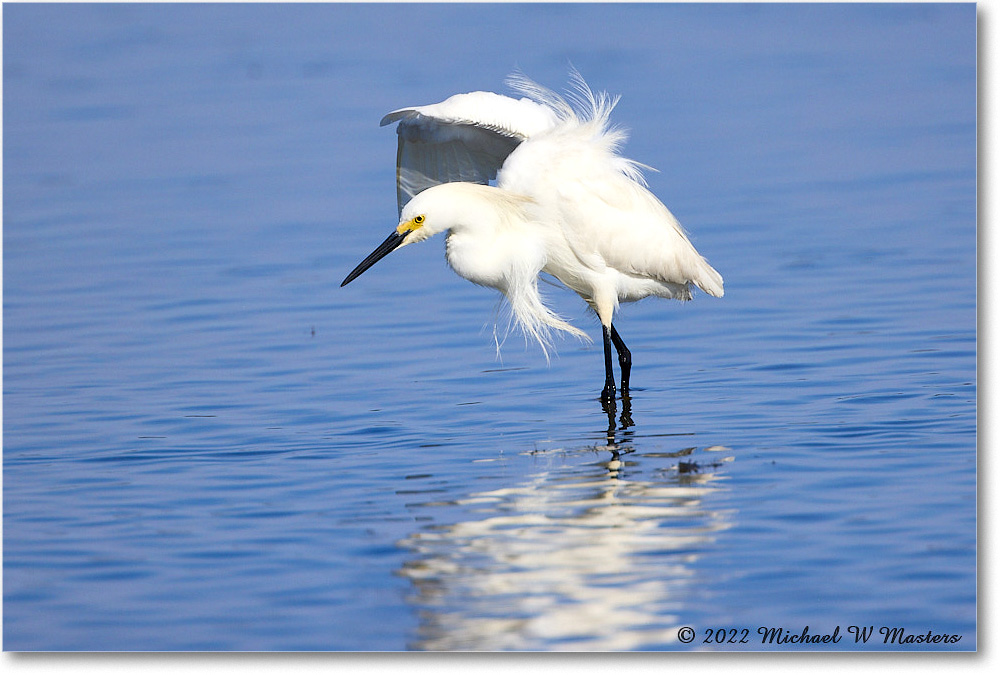 SnowyEgret_ChincoNWR_2022Jun_R5A09242 copy