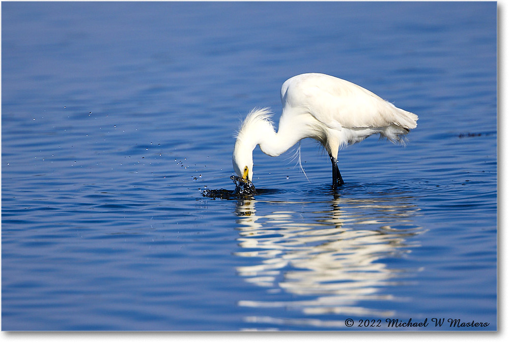 SnowyEgret_ChincoNWR_2022Jun_R5A09274 copy