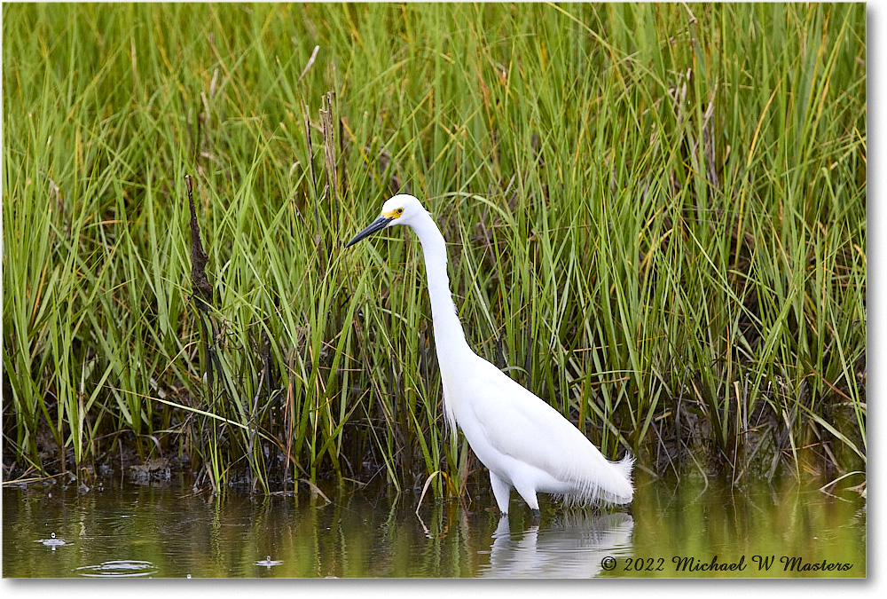 SnowyEgret_ChincoNWR_2022Jun_R5A11987 copy