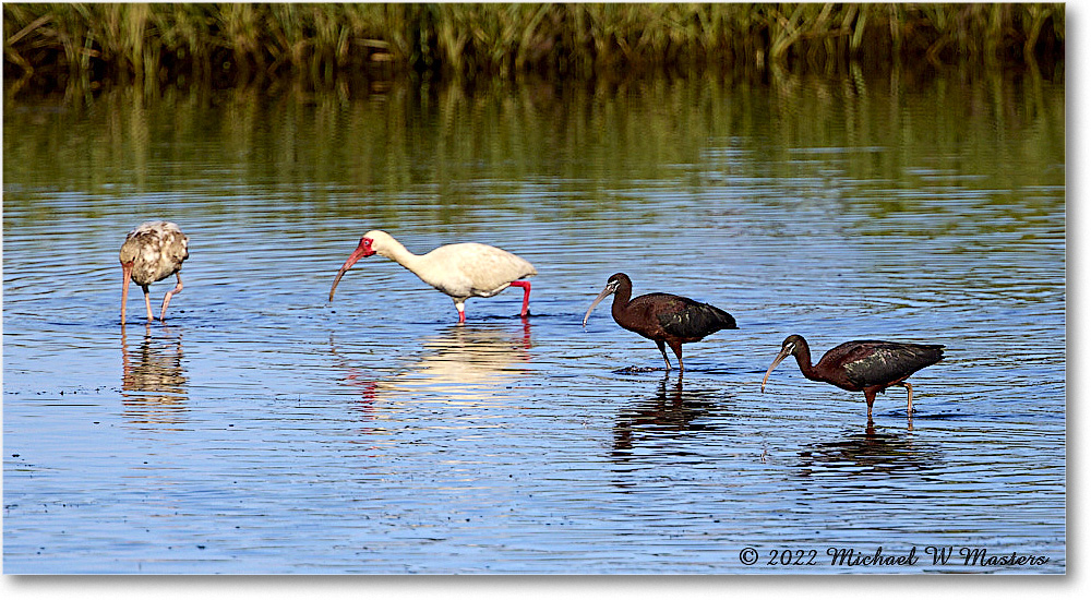 Glossy&WhiteIbis_ChincoNWR_2022Jun_R5A08982 copy