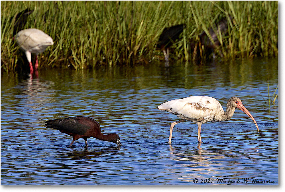 Glossy&WhiteIbis_ChincoNWR_2022Jun_R5A09065 copy