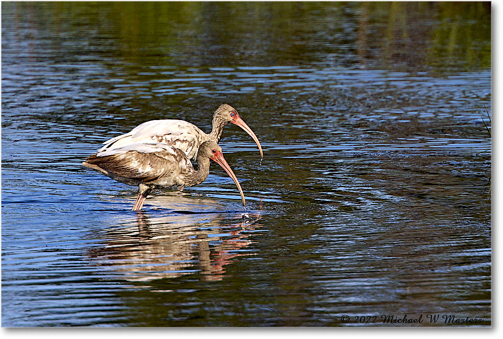 WhiteIbis_ChincoNWR_2022Jun_R5A09015 copy