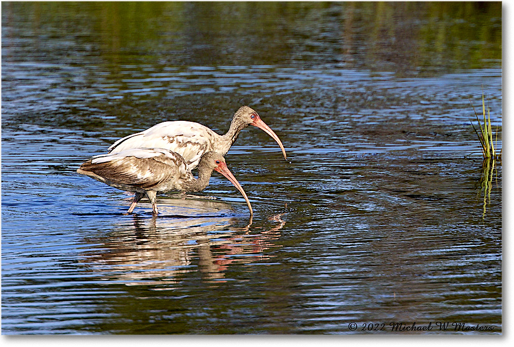 WhiteIbis_ChincoNWR_2022Jun_R5A09016 copy