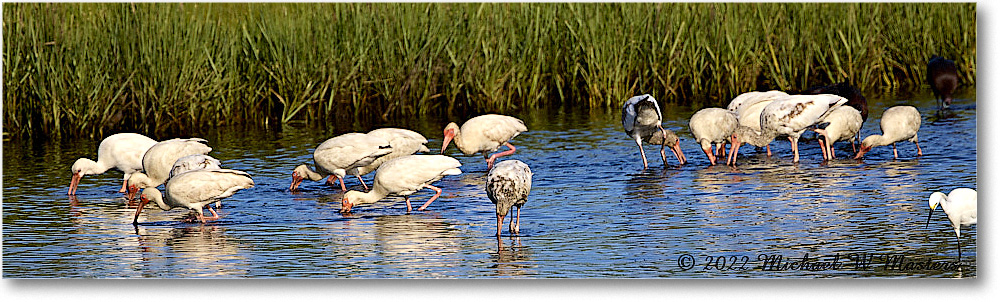 WhiteIbis_ChincoNWR_2022Jun_R5A09050 copy