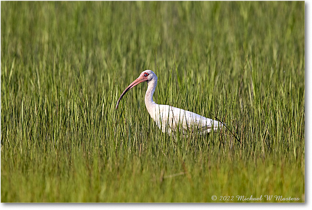 WhiteIbis_ChincoNWR_2022Jun_R5B09144 copy